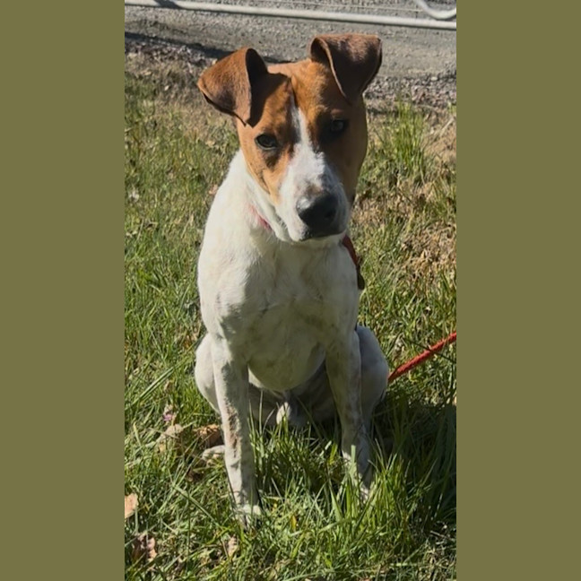 Photo of Roscoe