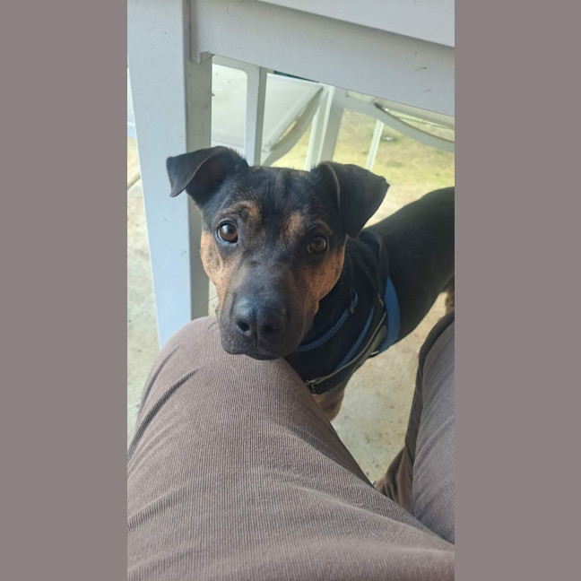 Photo of Shadow