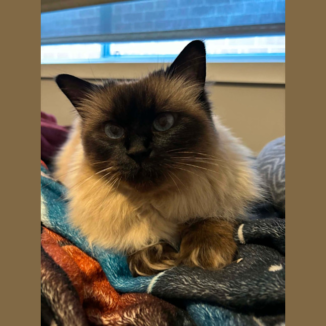 Photo of Bella