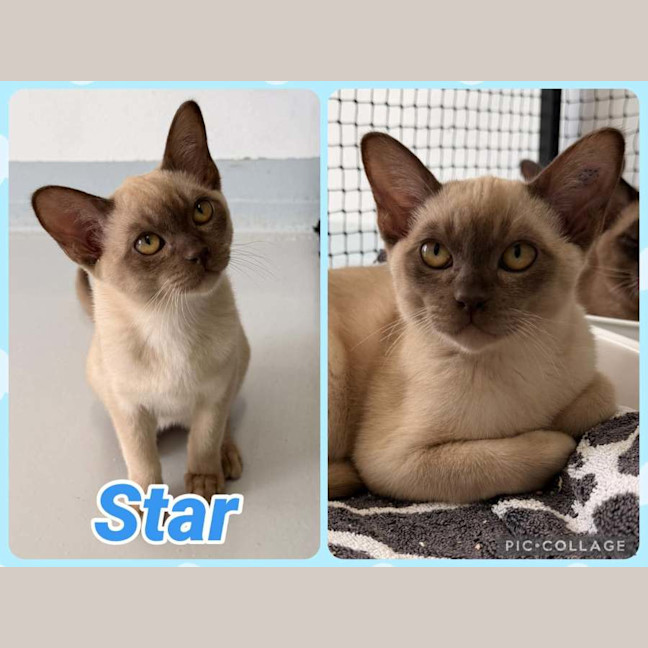 Photo of Star