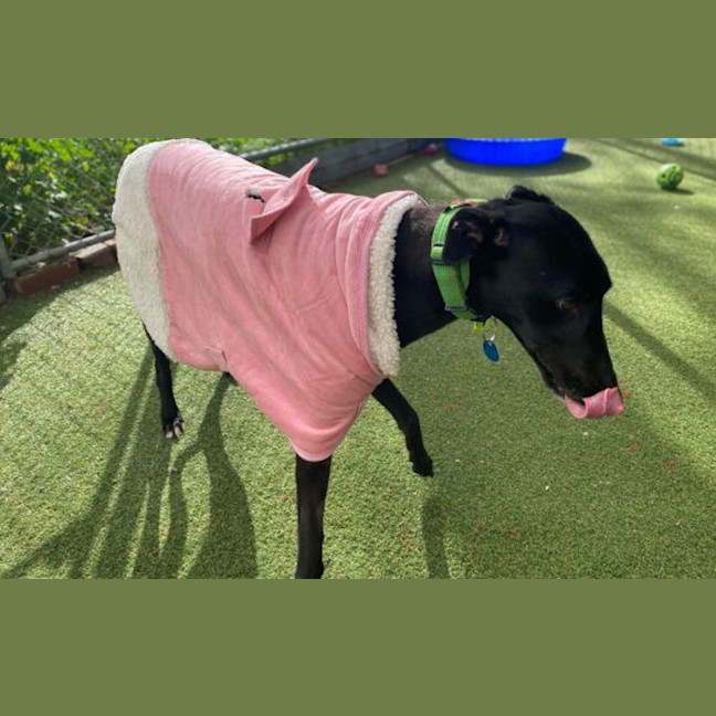 Photo of Blossom