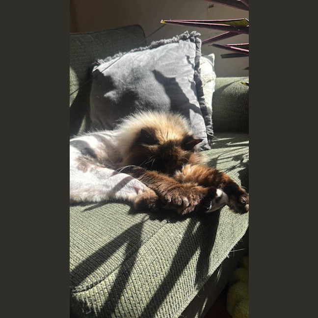 Photo of Jinx