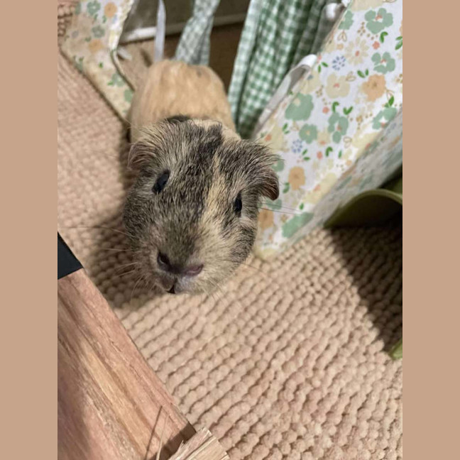 Photo of Crunchy & Tiger