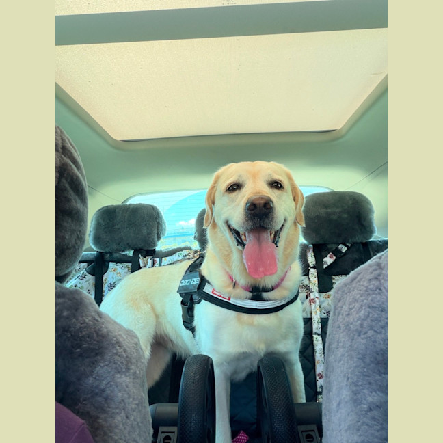 Photo of Gidget