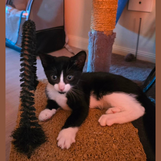 Photo of Comet (8915)