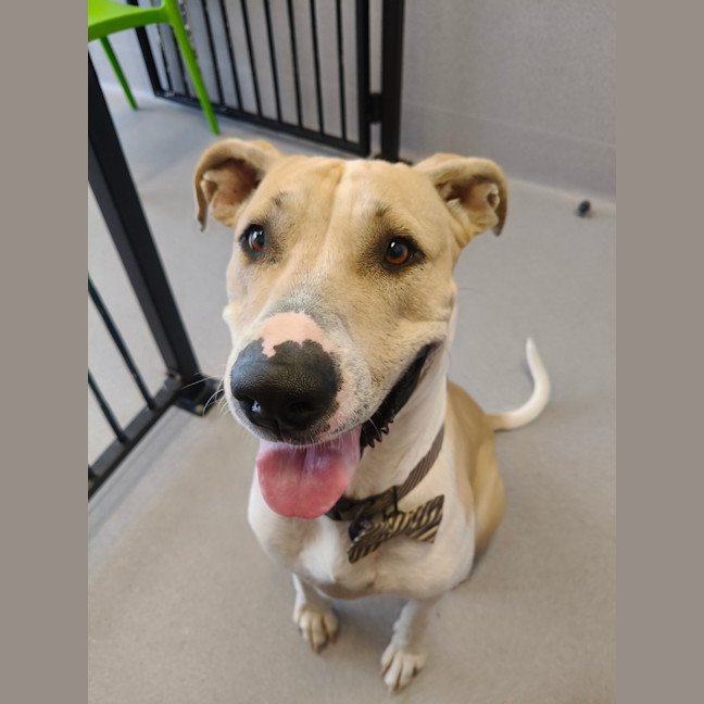 Photo of Bella (Shela)