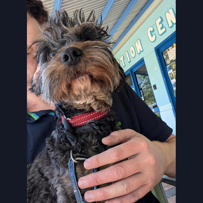 Photo of Oreo