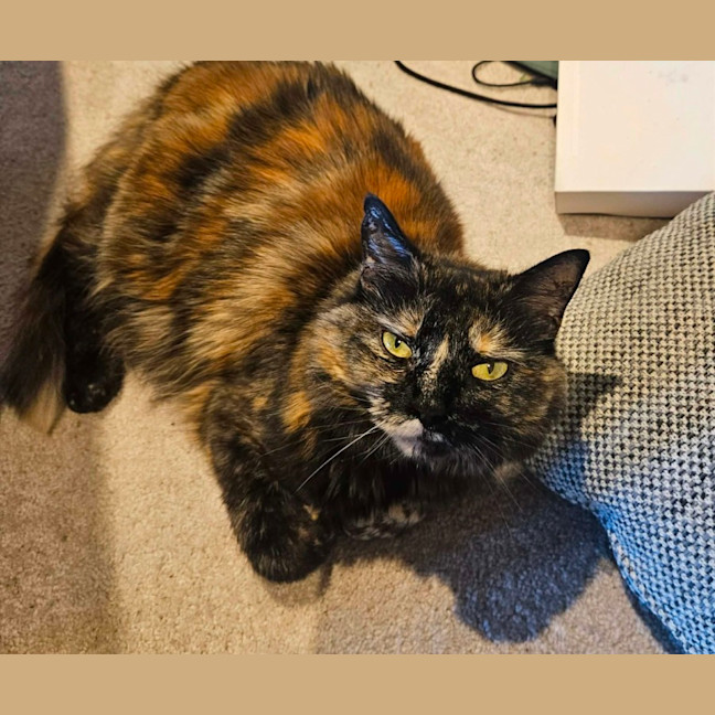 Photo of Gypsy   In Foster Care In Cremorne