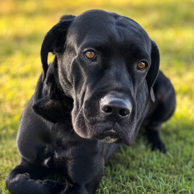 Photo of Diva