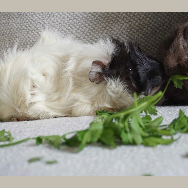 Photo of Jamie Lynn  & Ivey