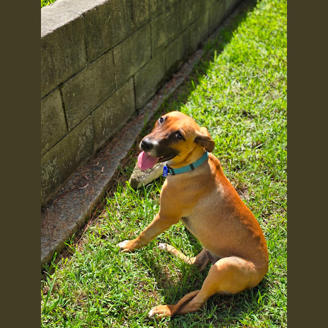 Photo of Teddy   6 Month Old Mastiff X