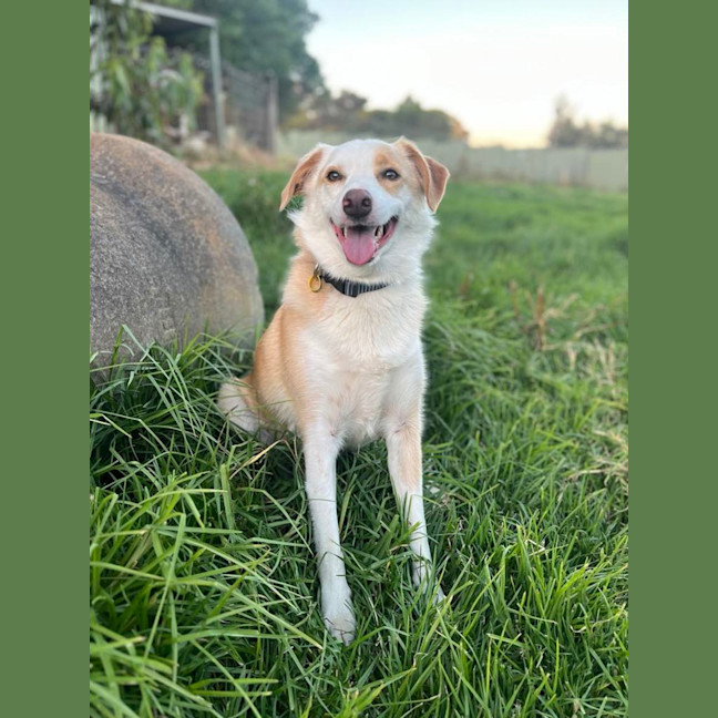 Photo of Charlie Dara