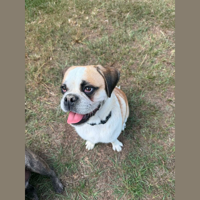 Photo of Pretzel
