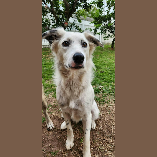 Photo of Smudge