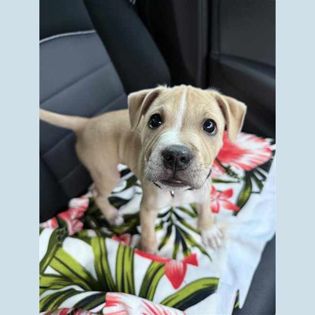 Photo of Simba