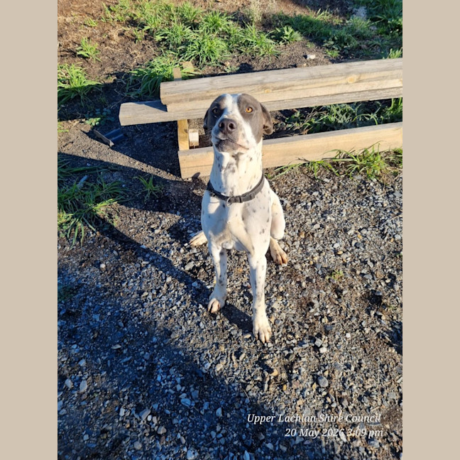 Photo of Pongo