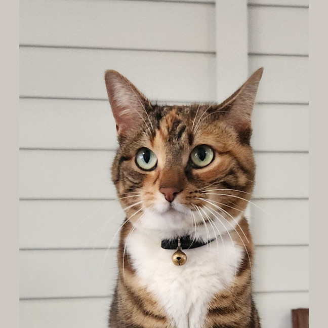 Photo of Juno