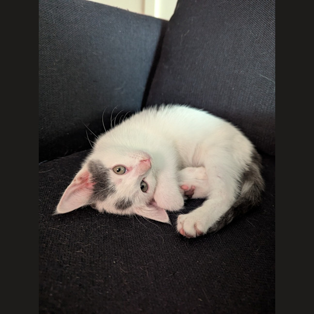 Photo of Mellie Baby