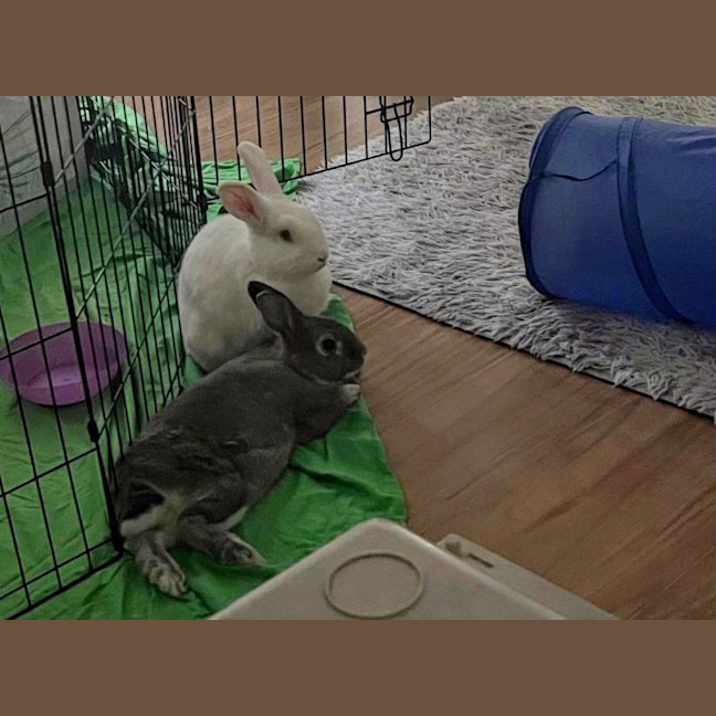 Photo of Alon (W Just Millie)