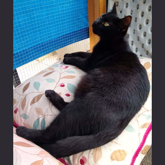 Photo of Sooty