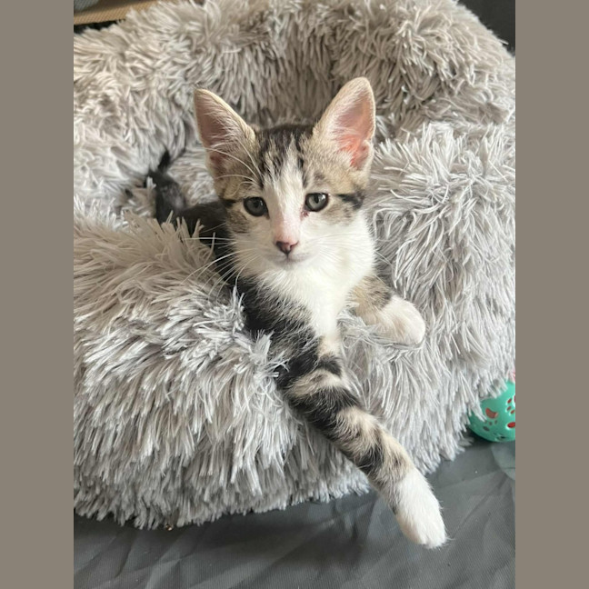 Photo of Tiggy