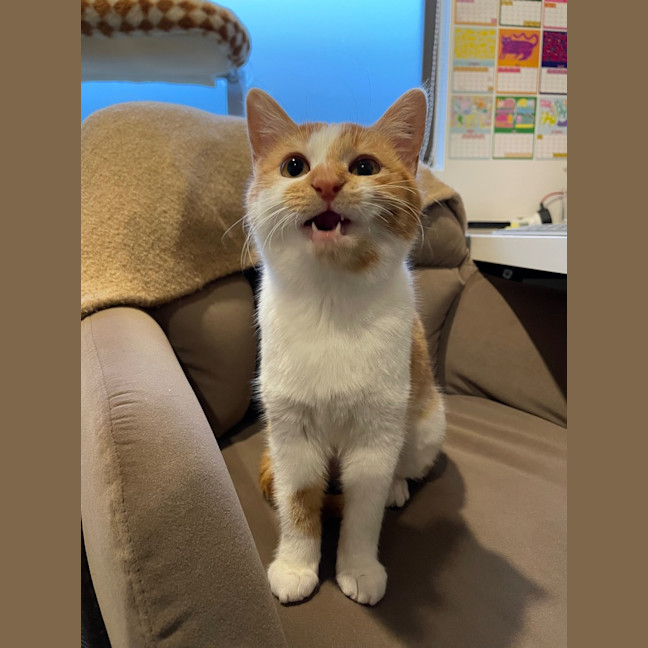Photo of Marigold