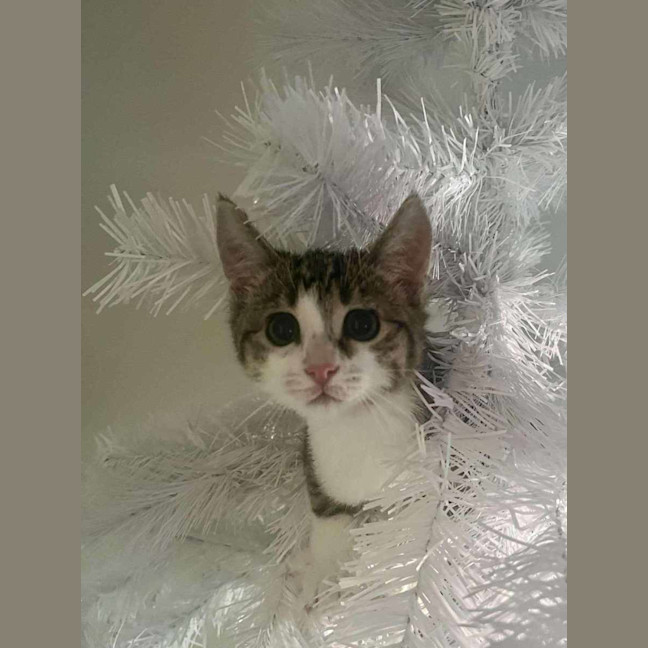 Photo of Miss Mittens