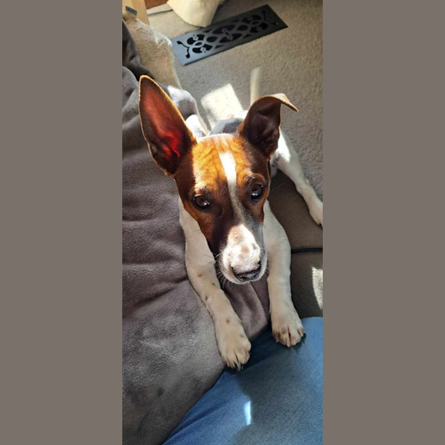 Photo of Butcher