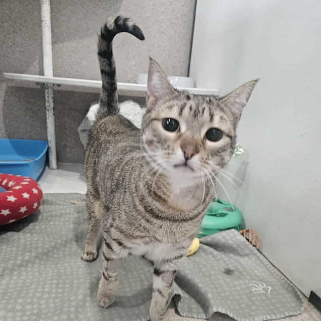 Photo of Mighty Mouse