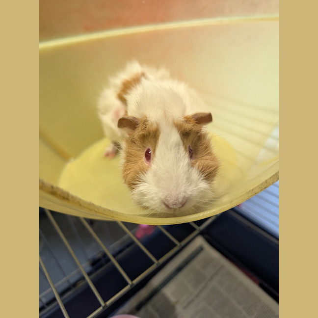 Photo of Wasabi
