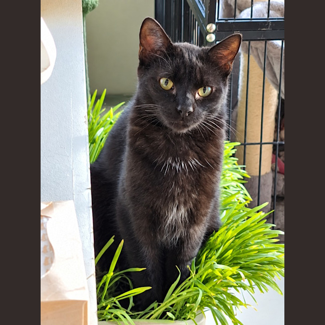 Photo of Toothless