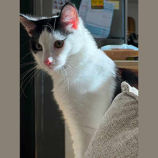 Photo of Luna