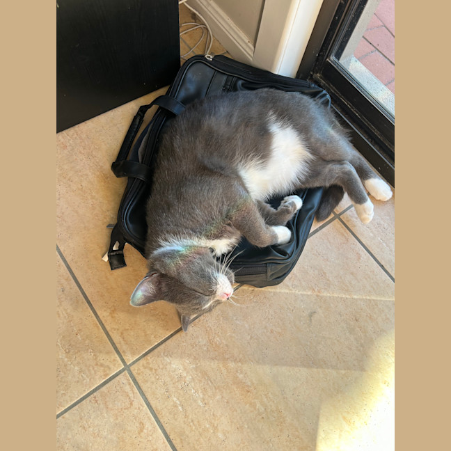 Photo of Cashew