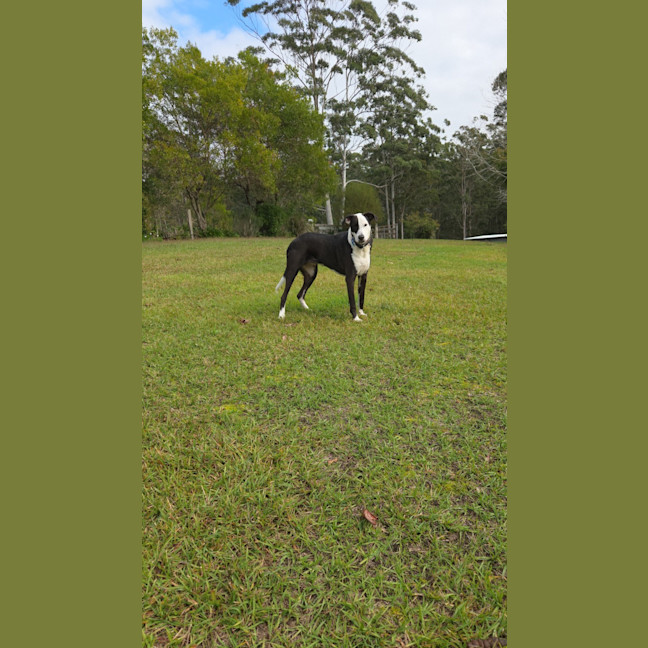 Photo of Diesel