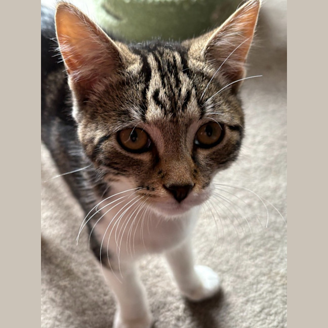 Photo of Ruby   Reduced Adoption Fee $200