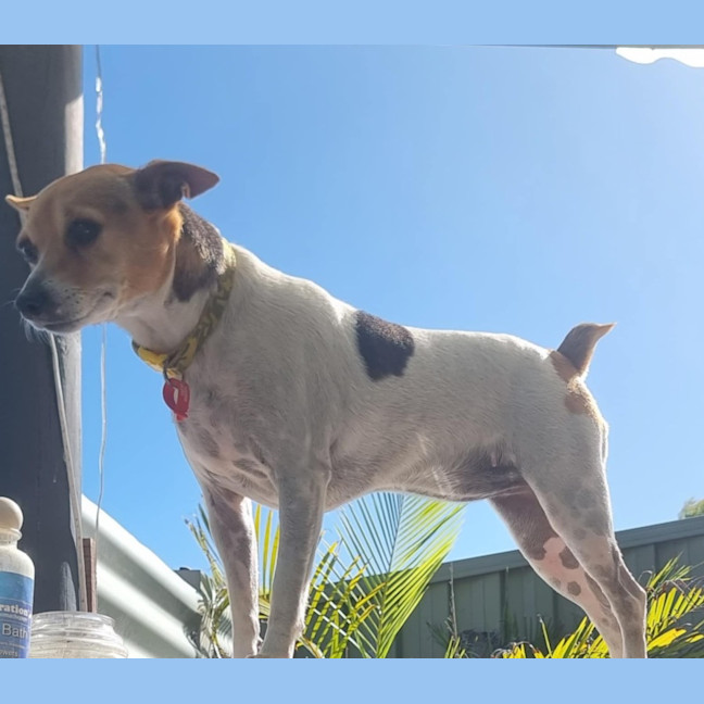 Photo of Daisy & Spot