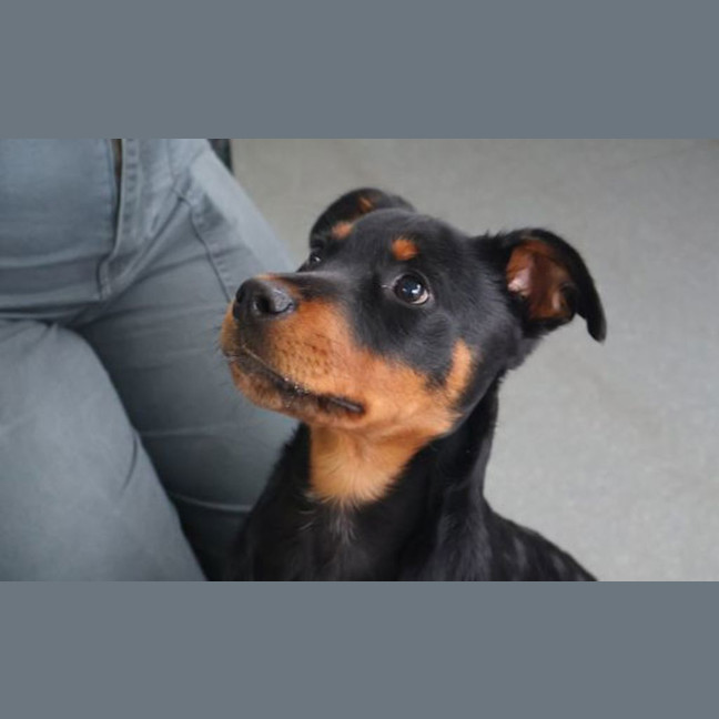 Photo of Bear