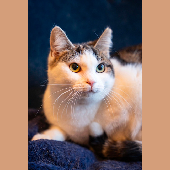 Photo of Tibby