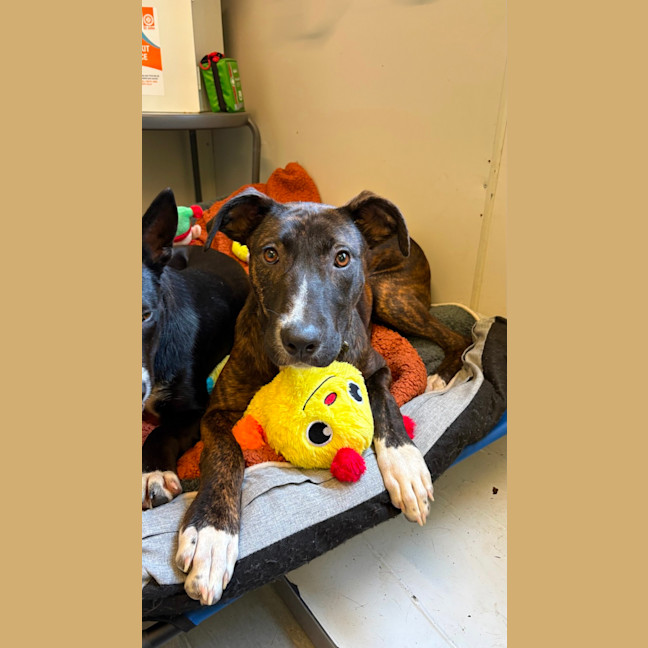 Photo of Flicka