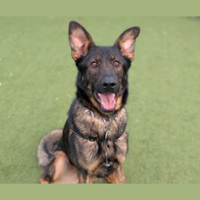 Photo of Bruce