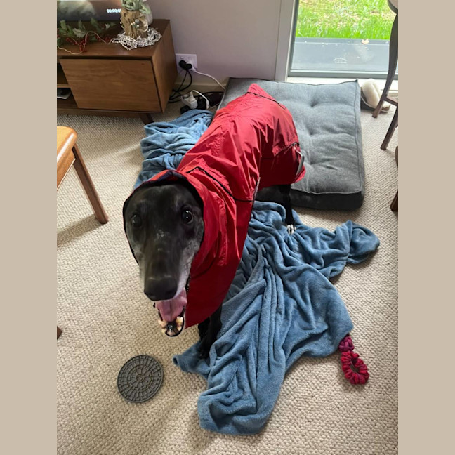 Photo of Gypsy