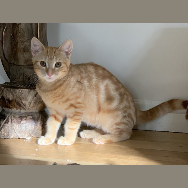 Photo of Ziggy & Bowie