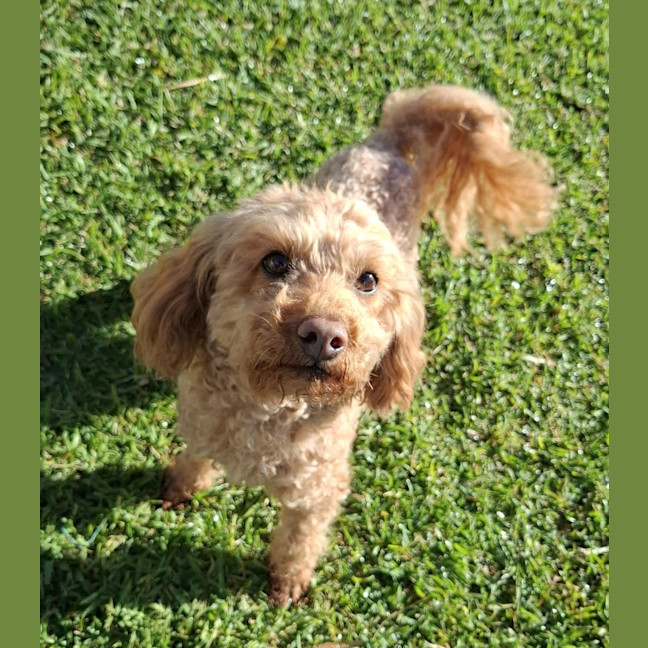 Photo of Buddy