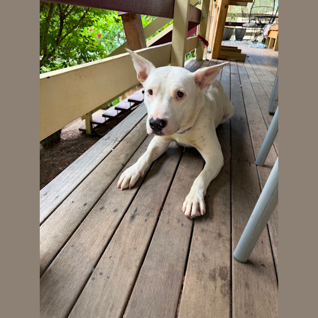 Photo of Bessie’s Puppies