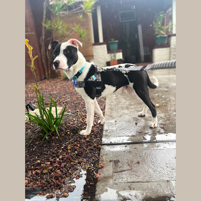 Photo of Tux   6 Month Old Staffy X