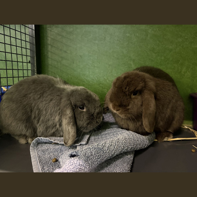 Photo of Tipsy (Bonded To Chakra)