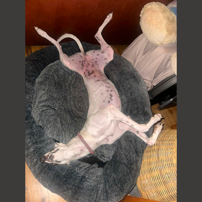 Photo of Dixie, The Greyhound