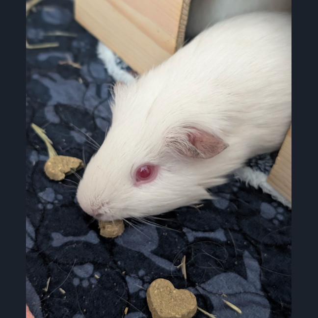 Photo of Cinnamon / Mochi