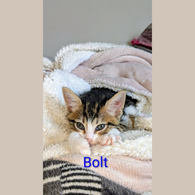 Photo of Bolt 