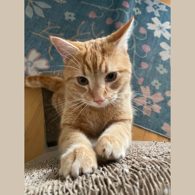 Photo of Dexter